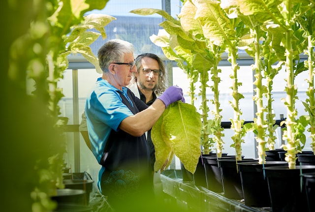 Two men stand with a tobacco plant 