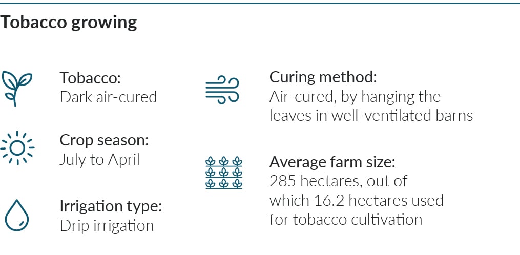 p104_Tobacco_growing