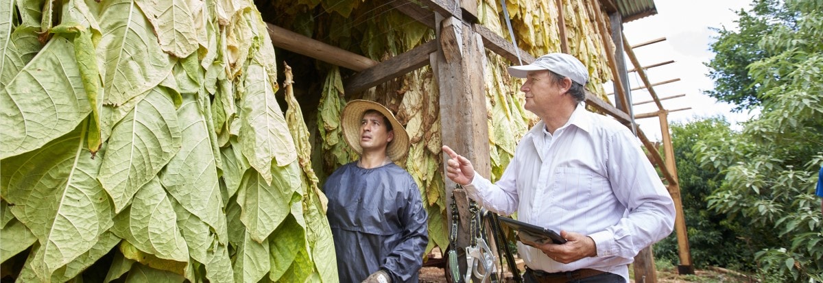 tobacco curing barn