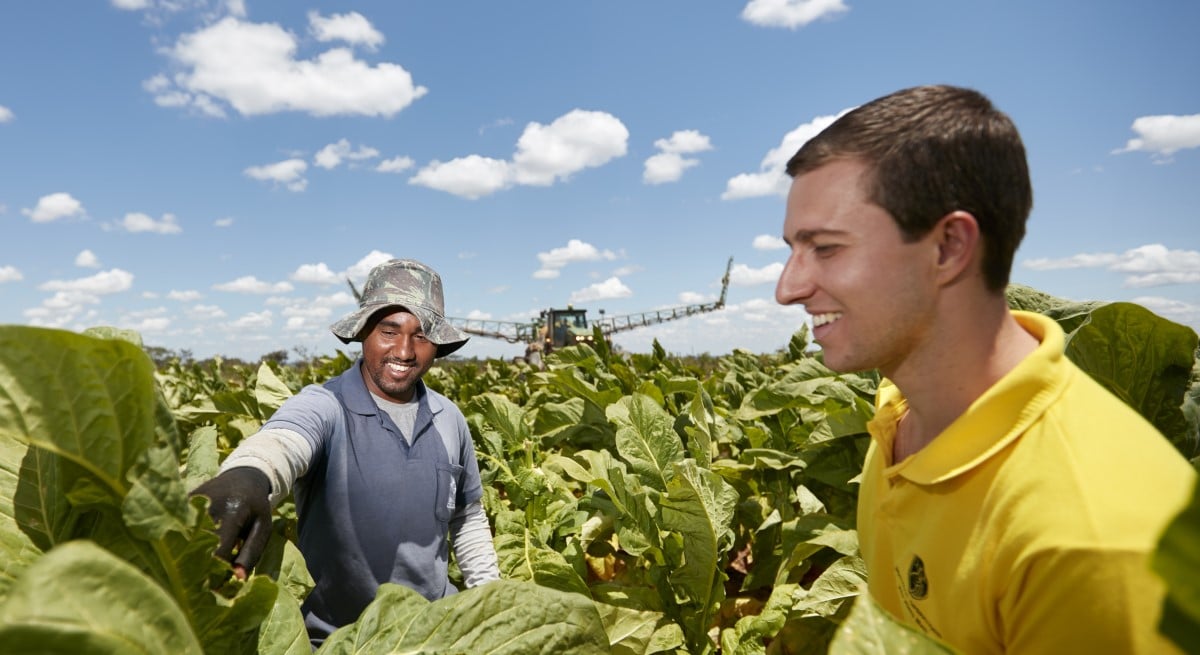 Tobacco farm worker and field technician Brazil