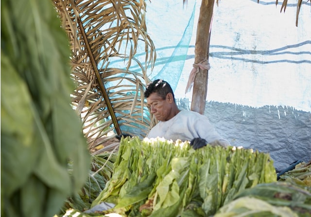 tobacco farm worker Mexico