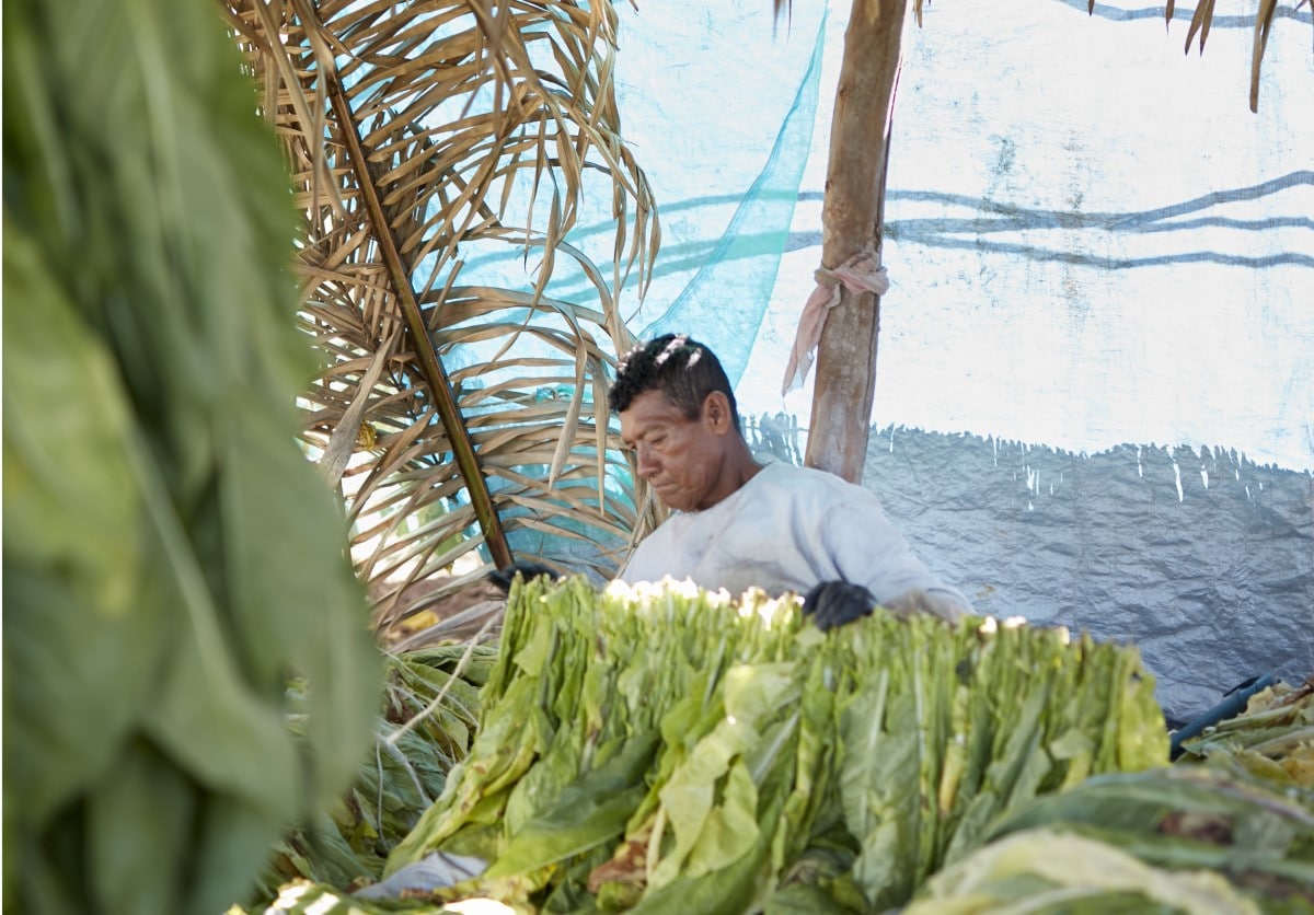tobacco farm worker Mexico