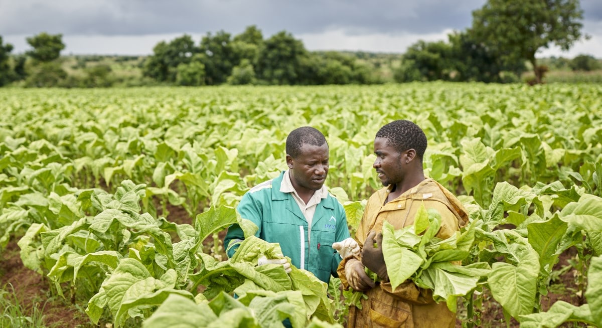 tobacco farmer and field technician Malawi