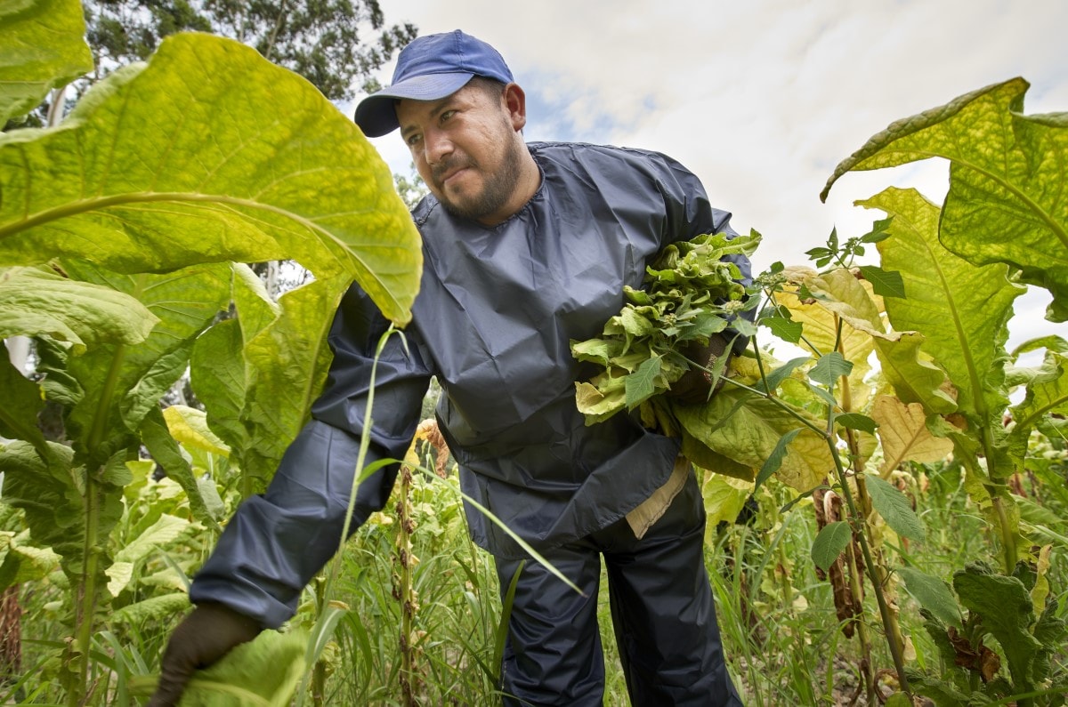 tobacco farmer Argentina