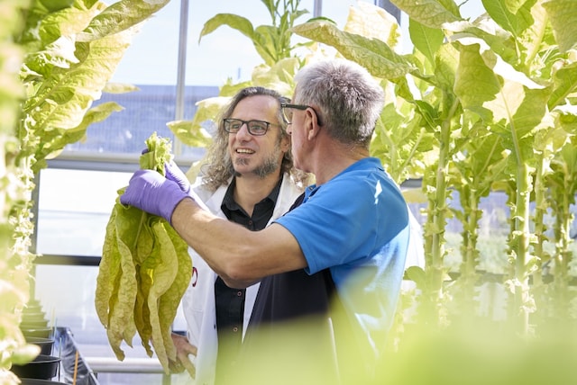 Tobacco leaves sampling