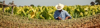 nayarit-mexico-farmer-july2021-banner-mirrored