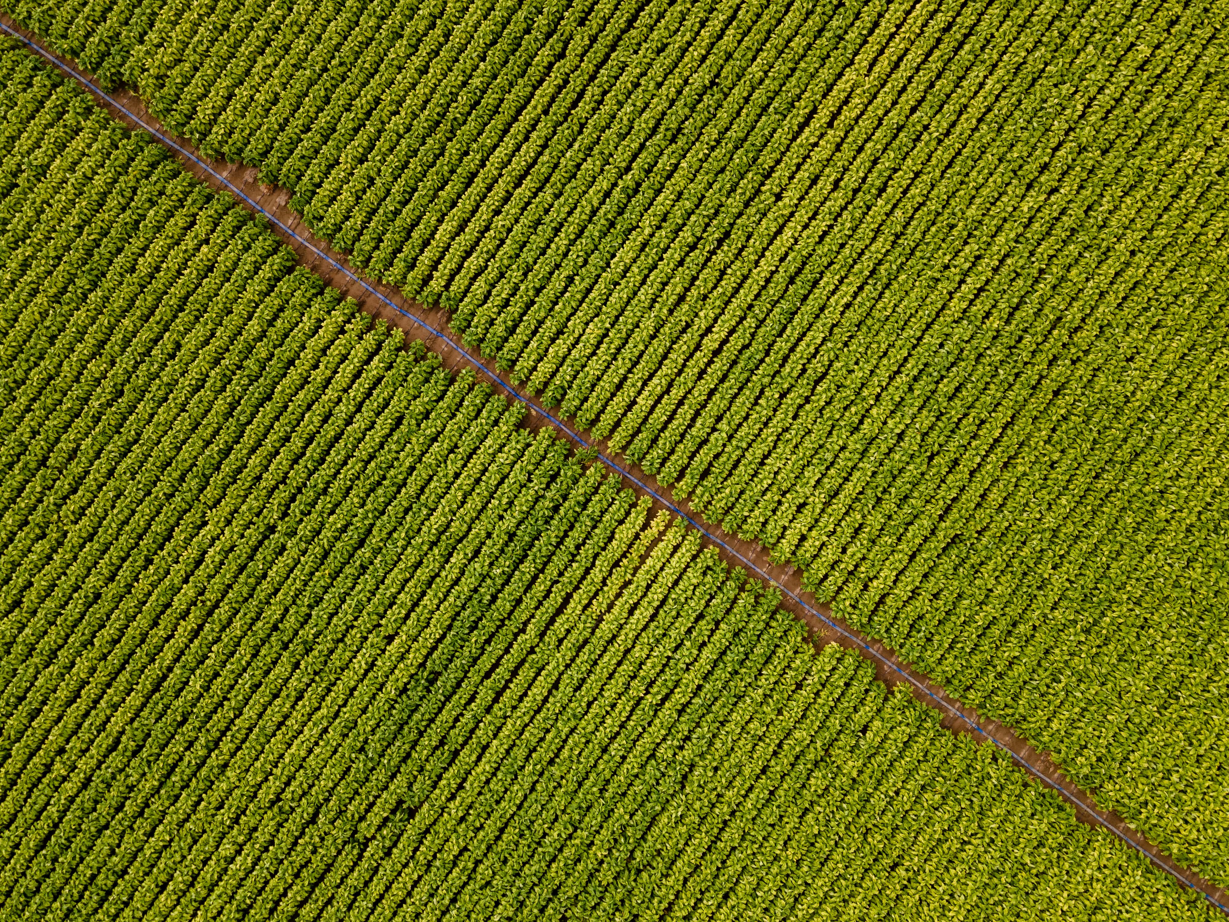Leaf (1)