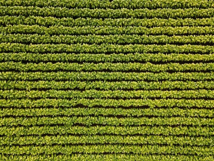 Aerial view of rows of Tobacco plants growing in a field.