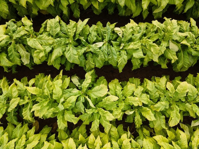 Ariel view of rows of tobacco plants.