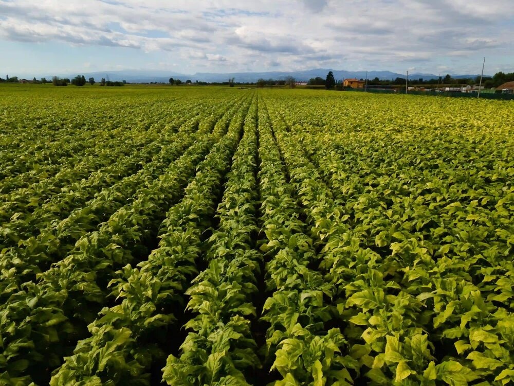 A field with rows of tobacco plants and mountains in the background.