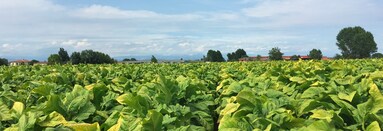 campo