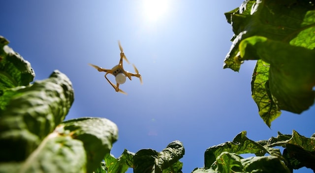 drone above field