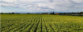 A field with rows of tobacco plants and mountains in the background.