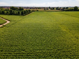 tobacco fields