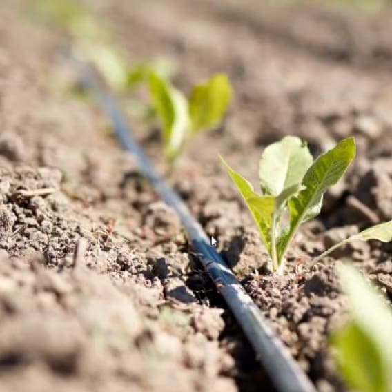 japan-market-sustainability