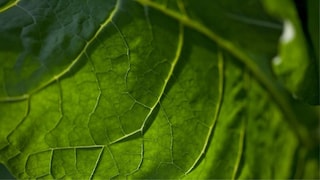 Nicotine tobacco leaf zoomed