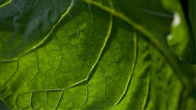 Nicotine tobacco leaf zoomed