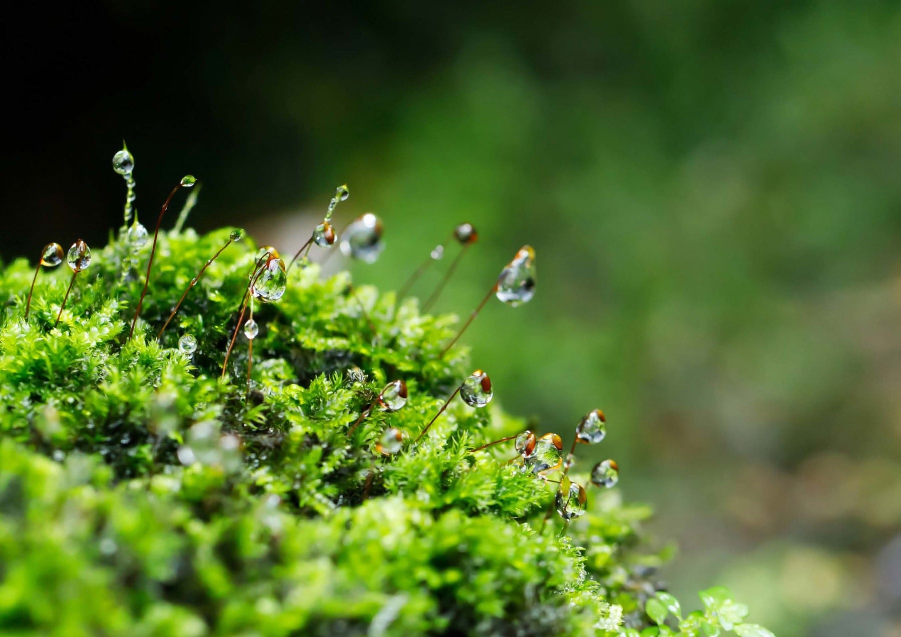 green moss covered in dew