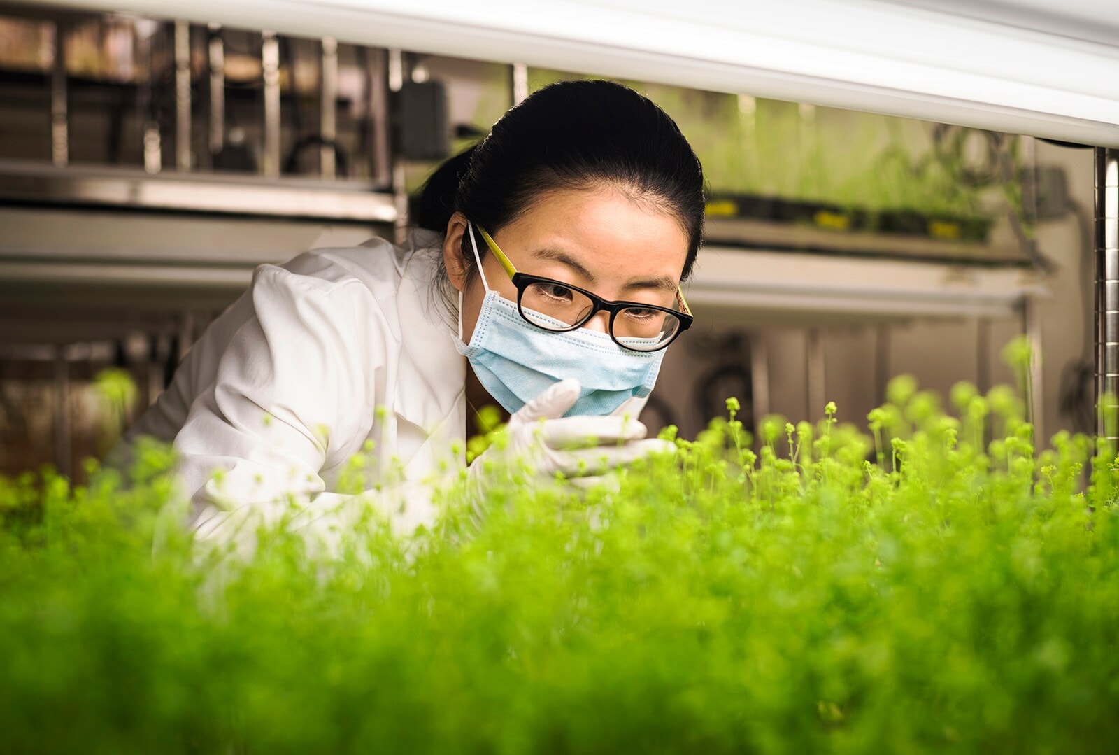 Scientist working with plants