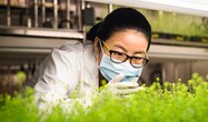 plant-based vaccine-growing thumbnail