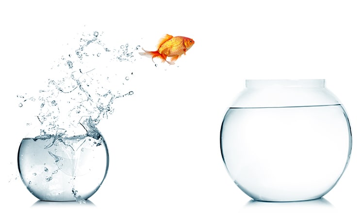 Jumping goldfish Getty thumbnail