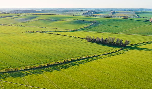 Green fields