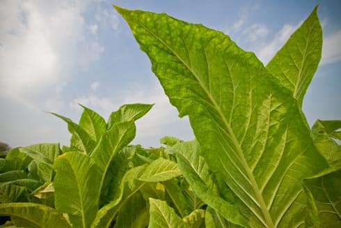 Philip Morris International Inc. Responds to Human Rights Watch Report, ‘Tobacco’s Hidden Children’