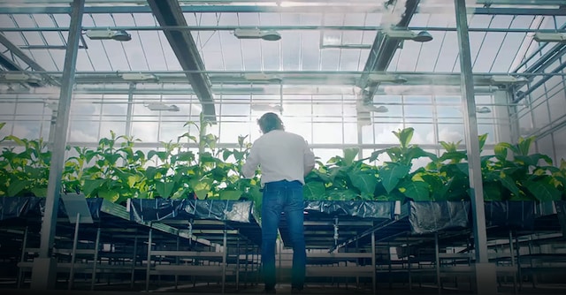 man-sorting-tobacco-gradient