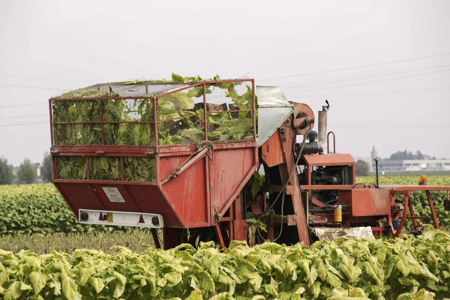 A tobacco harvesting machine in a field.