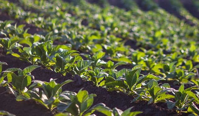 Brazil tobacco field thumbnail