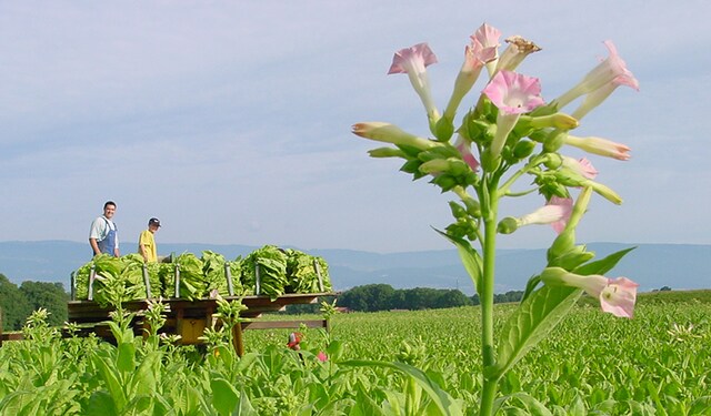 Dali tobacco fields thumbnails