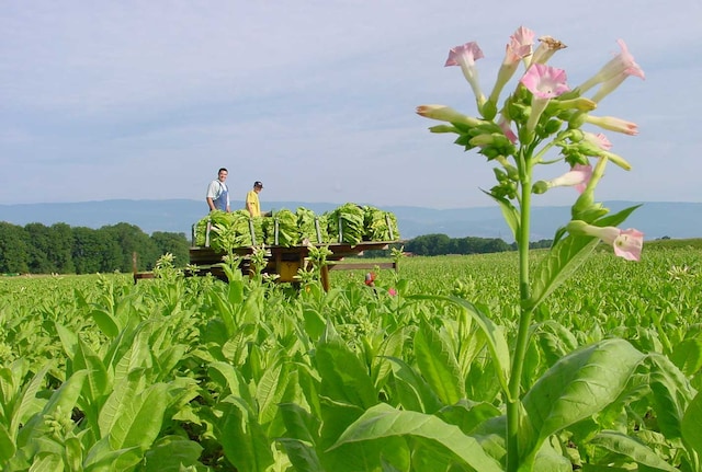 Farmers in tobacco field