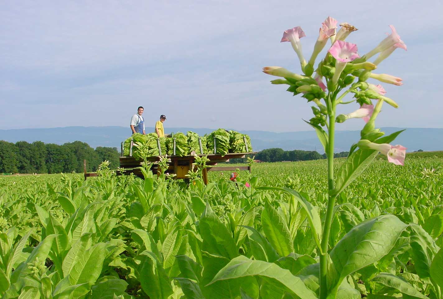 Farmers in tobacco field