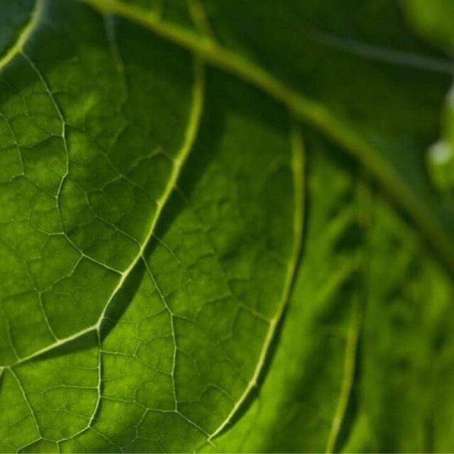 Close up of a tobacco leaf