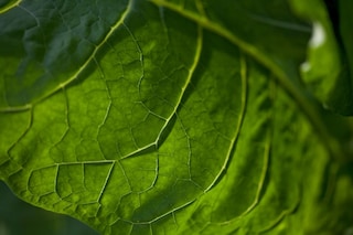 L3_banner_RoleOfNicotine