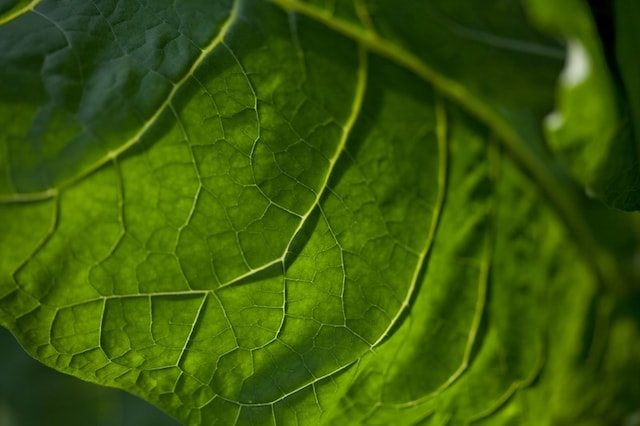 Tobacco leaf close-up