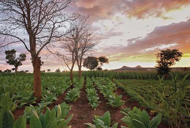 PMI Tobacco field sunset 1780x1200