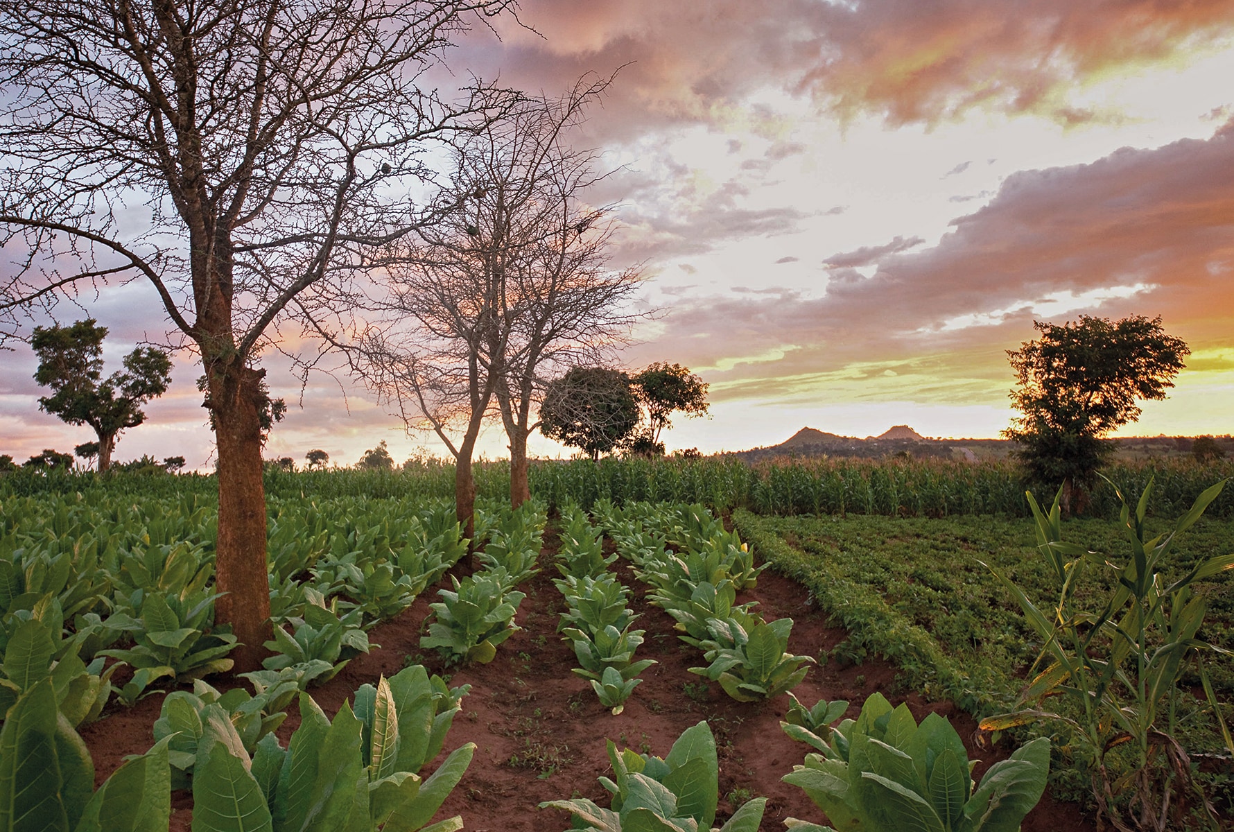 Tobacco field at sunset