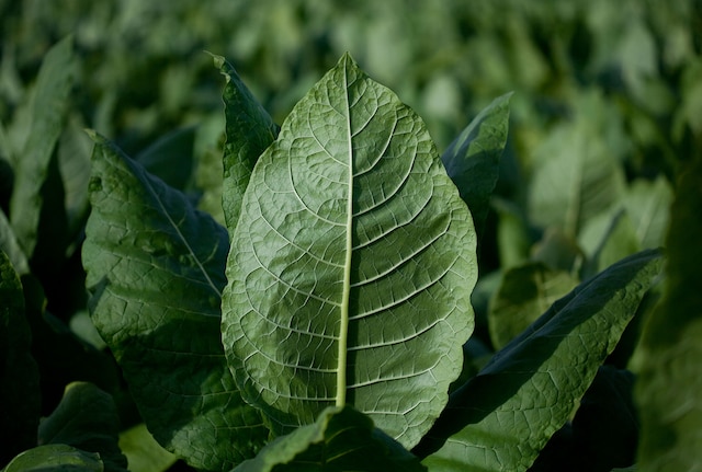 Tobacco leaf 1780x1200
