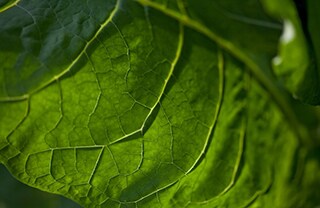 Tobacco leaf 320x208