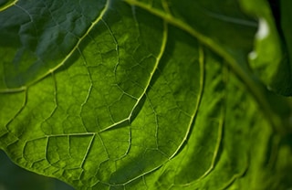 Tobacco leaf 320x208