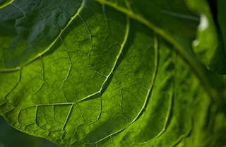 Tobacco leaf close-up
