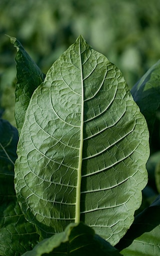 Tobacco leaf topic highlight