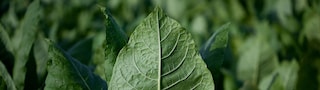 Tobacco leaf topic highlight