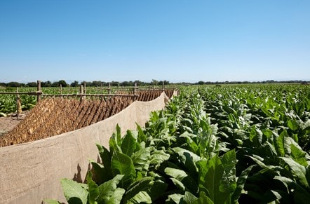 cultivo de tabaco