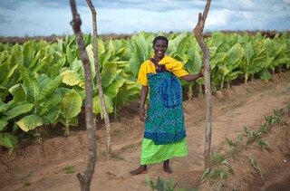 Female worker on Tobacco farm in Malawi