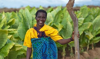 Female worker in Malawi tobacco farm