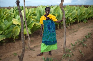Tobacco farm Malawi section highlight