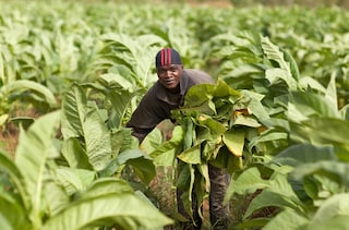 Tobacco farmer Malawi section highlight B