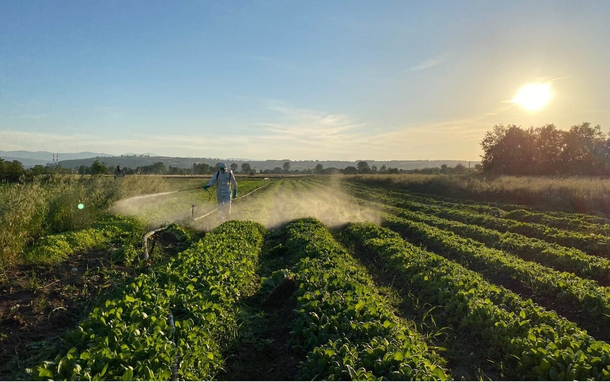 A tobacco farmworker spraying crops.